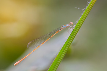 small dragonfly