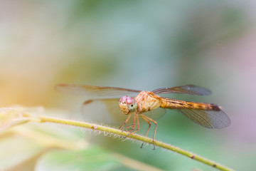 red dragonfly