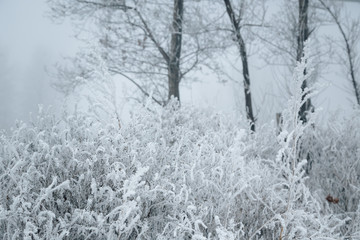 Frosty winter landscape. Foggy scenery. Grass and trees covered with hoarfrost.