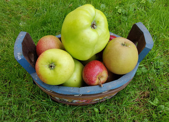 Alte Apfelsorten, verschiedene, Apfel, Malus, domestica
