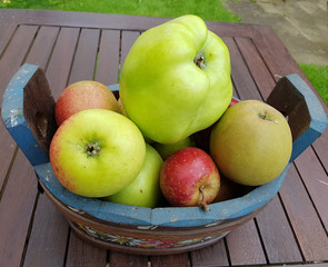 Alte Apfelsorten, verschiedene, Apfel, Malus, domestica