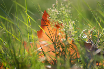 Autumn leaf in green grass
