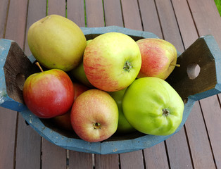 Alte Apfelsorten, verschiedene, Apfel, Malus, domestica