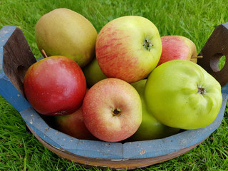 Alte Apfelsorten, verschiedene, Apfel, Malus, domestica