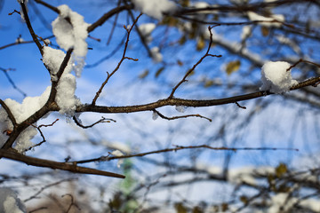 tree, snow, spring, autumn, winter, nature, sun