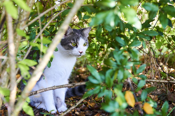  cat hiding in bush, cat hunting