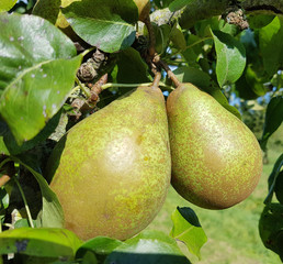 Graefin von Paris, Birnen, Alte Birnensorte, Pyrus communis