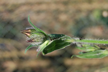 Blattläuse auf Weißer Lichtnelke (Silene latifolia)