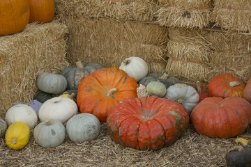 Squash and pumpkins