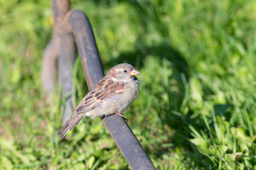portrait of a sparrow