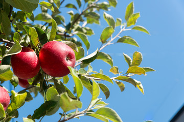 実りの秋　リンゴ