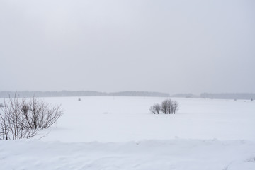 Bare bushes on snowy winter field and forest on the horizon.