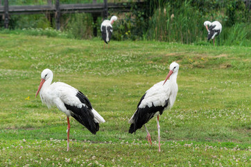 White storks standing in grass