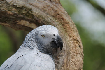 The Head of a Beautiful African Grey Parrot Bird.