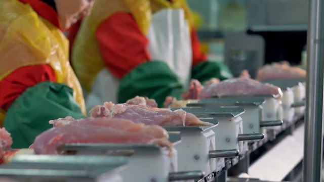 Factory workers put freshly cut chicken fillet on steel trays.   