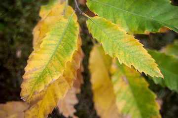 feuilles de châtaignier en automne