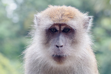 Male Macaque Monkey