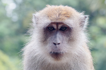 Obraz premium Male Macaque Monkey