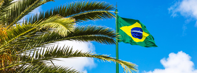 Folhas de palmeira e bandeira do Brasil.
