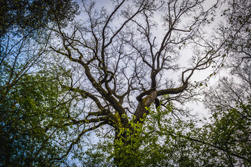 More than 400 year old oak tree in forest complex called Kampinos near Warsaw, Poland
