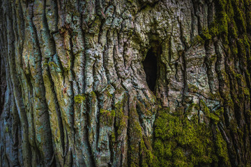 Close up of more than 400 year old oak tree in forest complex called Kampinos near Warsaw, Poland