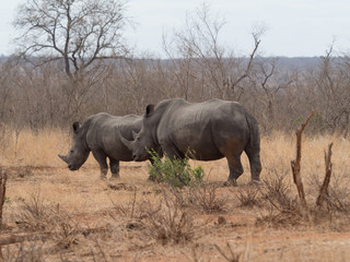 Obraz premium White Rhino in South Africa