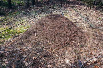 Ant hill in forest complex called Kampinos near Warsaw, Poland
