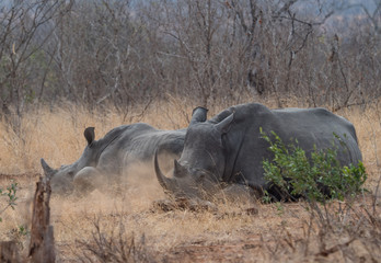 Naklejka premium White Rhino in South Africa