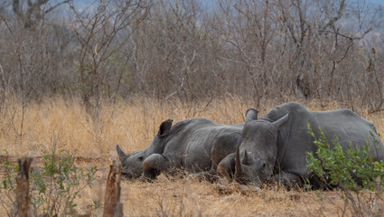 White Rhino in South Africa