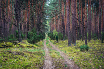 Forest road in Kampinos Forest near Warsaw, Poland