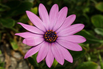 Pink Flower