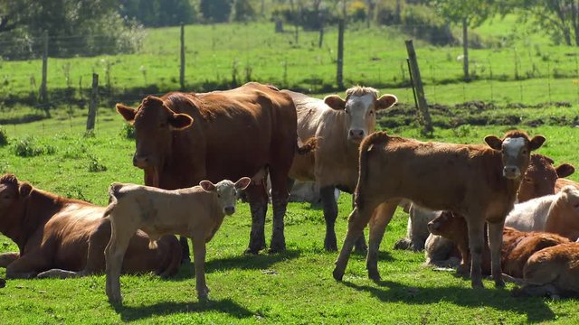 calf cows look onward as rest of herd lays down in heat 4k