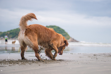 Golden Retriever at the beach