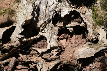 Nest eines Zaunkönigs in einer alten Wurzel im Frankenwald