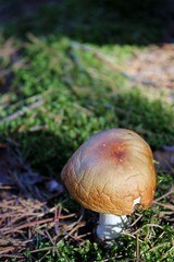 Closeup on eatable mushroom in the forest