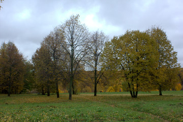 Obraz premium trees in the park in the fall