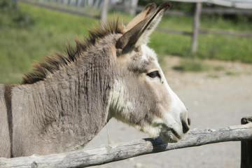 Little donkey