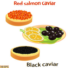 Red caviar and black. Salmon caviar and sturgeon caviar. Sandwich with caviar isolated on white background.  Vector illustration.