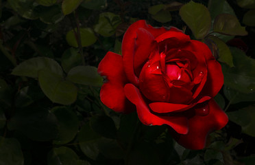 Red rose 02