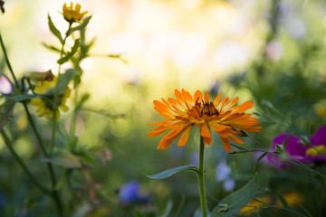 Bunte Blumenwiese am Morgen, Textfreiraum