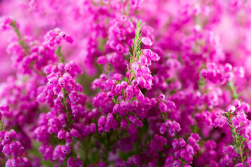 Plant erica gracilis.