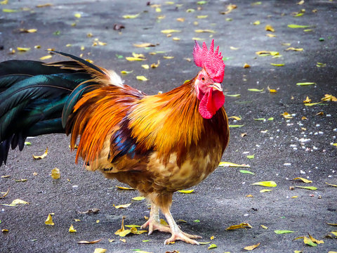 cock crow thai chicken walk in nature farm