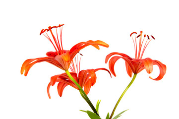 Beautiful daisy flowers isolated on  background