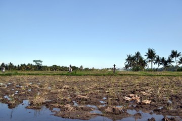 The ducks playing around rice field in Ubud - Bali, Indonesia