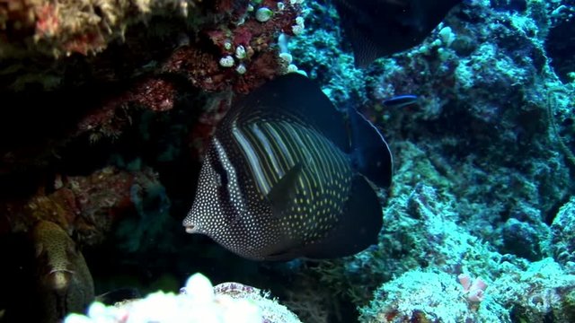 School of fish underwater on background of reflection sun seabed in Maldives. Unique amazing video footage. Abyssal relax diving. Natural aquarium of sea and ocean. Beautiful animals.