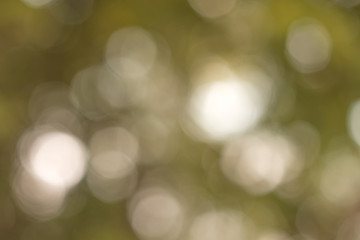 Fototapeta na wymiar Blur focus of leaf, bokeh, background texture.
