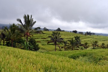 Fototapeta na wymiar The rice field in (around Jatiluwih and Ubud)