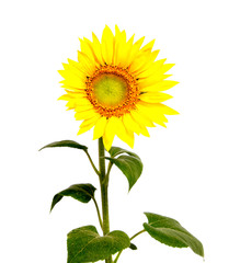Fototapeta premium beautiful flower sunflowers on background