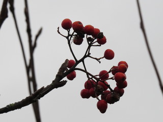 Beautiful, useful berry Kalina! (The Vast Russia! Sergey, Bryansk.)