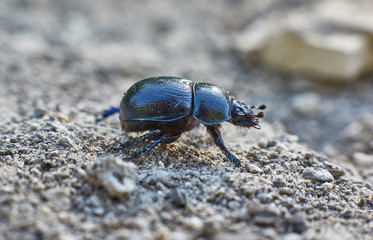 In the  forest beetles busy procreation.